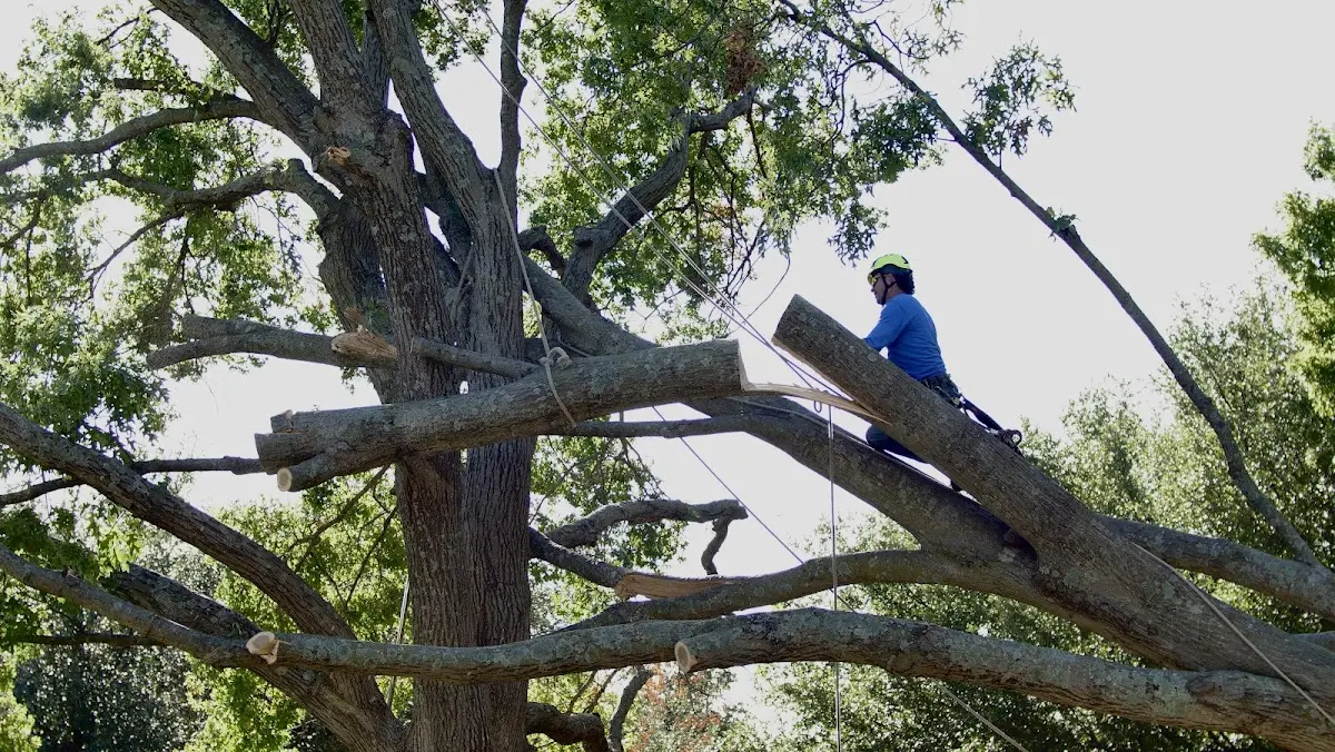 Professional Crown Thinning performed by certified arborists in Pleasantville